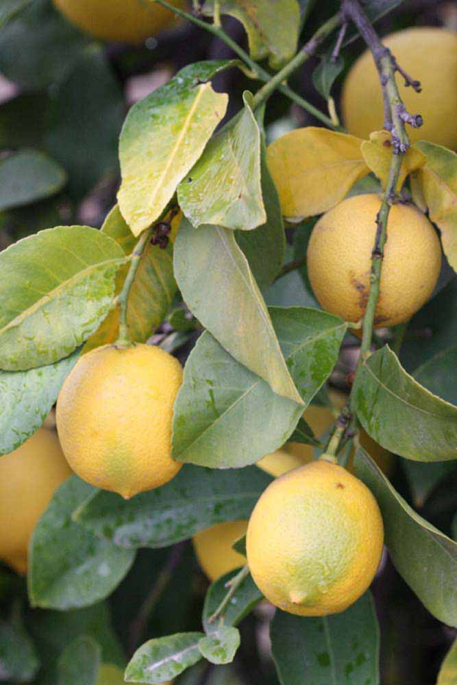              Fruit (Riverside, CA)       